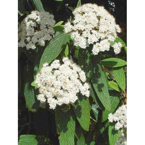 Viorne à feuilles ridées Pot de 2L/3L (1/4)