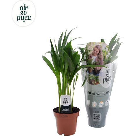 Dypsis Lutescens palmier d’intérieur feuillage vert, pot 12 cm, hauteur 40 cm - PANGIVO