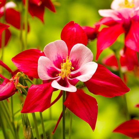 3 Ancolies 'Crimson Star' (Aquilegia 'Crimson Star') (1/5)