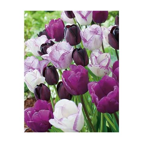 TULIPES MELANGE GALAXY - 10 BULBES