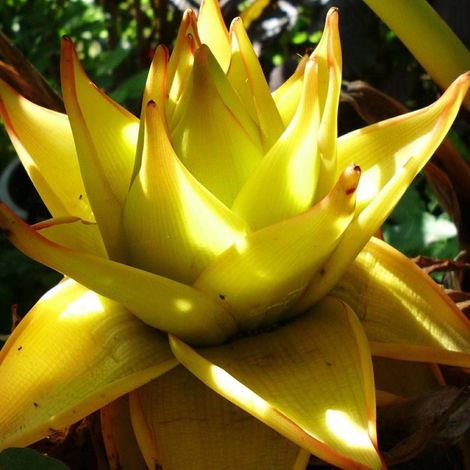 Bananier nain lasiocarpa/Pot de 5L - 40/60 cm (1/4)
