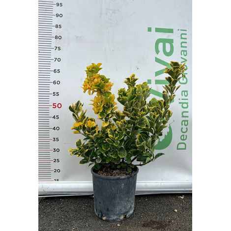 PIANTA DI EUONYMUS JAPONICA AUREA IN VASO CM 18 (foto reali)