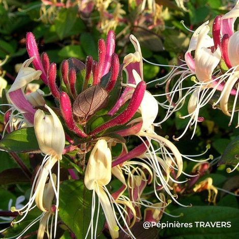 Chèvrefeuille de Chine (Lonicera japonica var. chinensis)