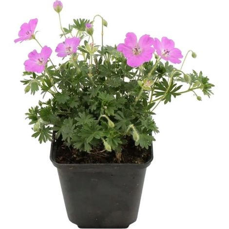 Géranium sanguin Geranium sanguineum 'Max Frei' - 1 - 15-25 cm (1/2)