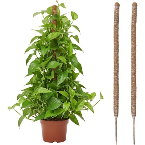 Wigearss 2 Pièces Tuteur Plante Grimpante en Coco sur Piquet 60 cm, Support de Croissance de Plantes Grimpantes, Poteau Pliable en Coco de 4 mm de Largeur pour Jardin et Plantes Monstera (1/5)