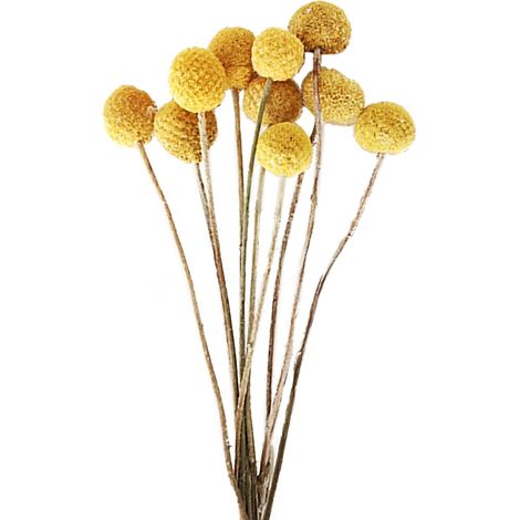 Fausse Herbe de Pampa Séchée en Plastique pour Décoration de Mariage et Décoration d'Intérieur (1/5)