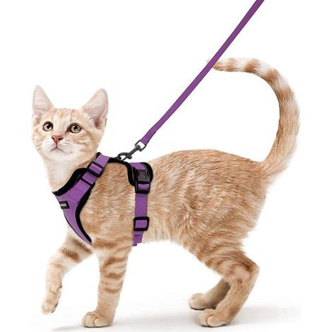 Katzengeschirr mit kleiner Hundeleine, verstellbares Kätzchengeschirr, lila XS, reflektierendes Katzengeschirr-Halsband, atmungsaktive Weste für Kaninchen, Europäisch Kurzhaar, Maine Coon, Perser, mit (1/5)