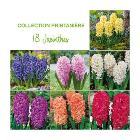 COLLECTION PRINTANIERE 21 JACINTHES