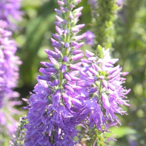 Véronique à longues feuilles Lilac Fantasy/Lot de 5 godets (1/5)