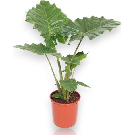 Gardenaria Alocasia 'Portodora' - Pianta da interno ornamentale - Altezza: 80 cm (vaso 21)