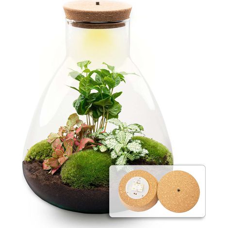 Terrarium pour Plantes DIY avec Éclairage LED Écosystème Fermé Sam Coffea Ø 24,5 x 30 cm - PANGIVO (1/5)