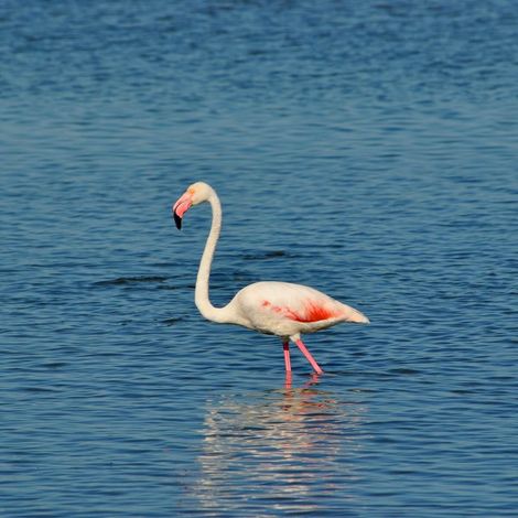 Tableau sur toile jolie flamant rose 45x45 cm - Impression sur Toile Murale Décorative - Image imprimée en HD sur Toile - Toile sur Châssis en Bois FSC - Fabriqué en France (1/5)