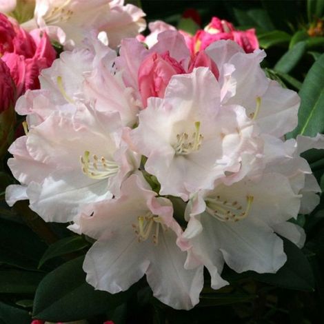 Rhododendron 'Dreamland' - 30-40 cm pot (1/4)