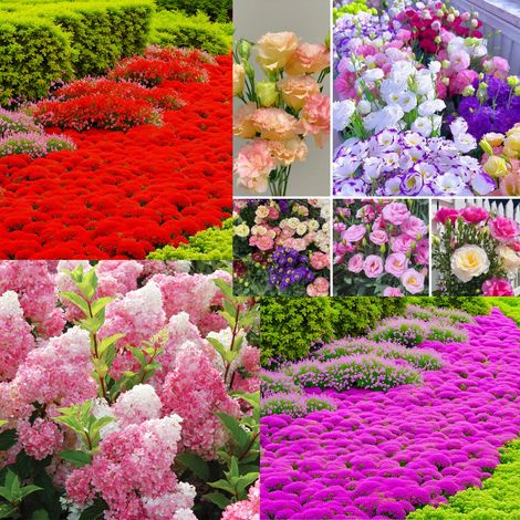 10.000 rosa Thymiansamen + 10.000 rote Thymiansamen + 200 rosa Hortensiensamen + 1.000 Zitronengrassamen