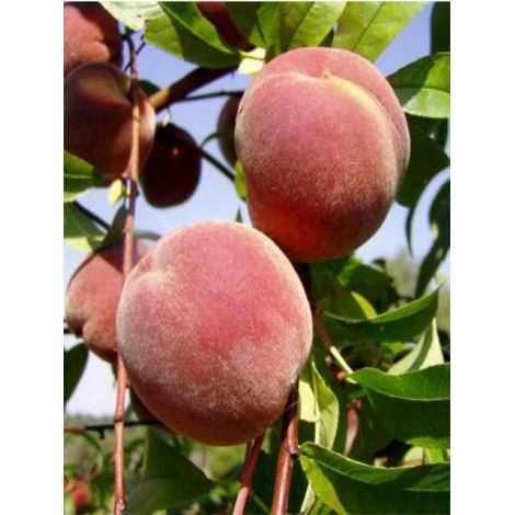 Pêcher 'Grosse Mignonne' Pot de 7,5L/10L, Gobelet
