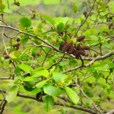 Aulne du Caucase (Alnus subcordata)
