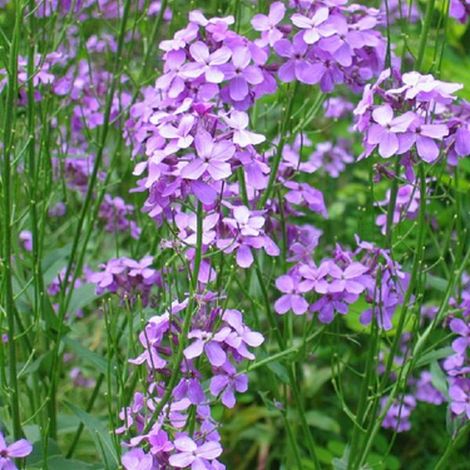 4 x Giroflée  - Erysimum 'Bowles' Mauve'  - godet 9x9 cm