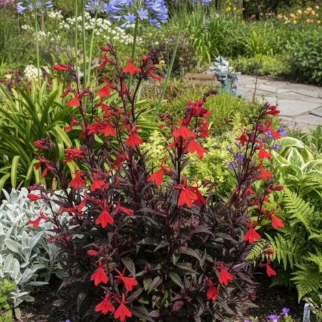 Lobelia Elmfeuer/Godet - 5/20 cm