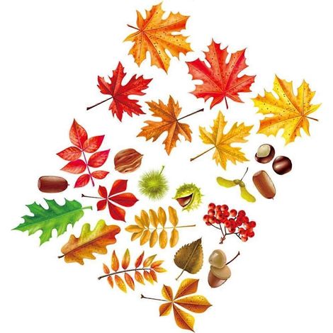 Stickers muraux d'automne, autocollants de feuilles d'automne pour Thanksgiving, décorations murales, stickers muraux, accessoires pour la décoration intérieure. (1/5)