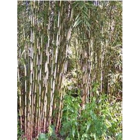 Fargesia robusta 'Wolong' Pot de 4L/5L (1/4)
