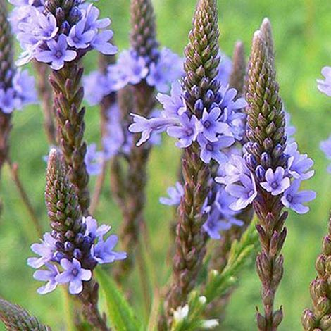 4 x Verveine hastée  - Verbena hastata 'Blue Spires'  - godet