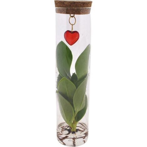 Plante d'Intérieur Clusia Purifiante en Tube de Verre avec Bijou Cœur - Ø 7 cm x 15 cm - PANGIVO