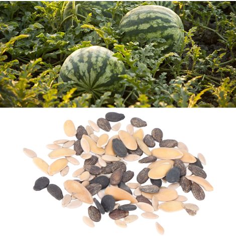 Ensemble de 5 graines de fruits pour jardin familial : cantaloup comestible, pastèque rouge foncé sucrée, melon jaune canari, melon miel à chair verte et pastèque sucrée (100 graines mélangées) (1/5)