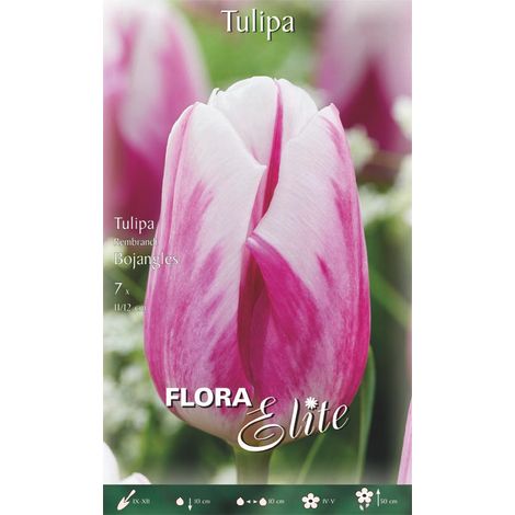 TULIPANO REMBRANDT BOJANGLES (CONFEZIONE DA 7 BULBI)