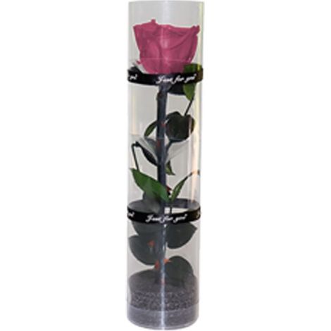 Rose Préservée - Rose Réelle Préservée Naturelle - Fleurs Séchées Décoratives pour Intérieur - 1 Pièce - Longueur 27 cm (1/5)