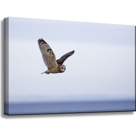 Leinwanddruck Tiere Eule im Flug 60x40 cm