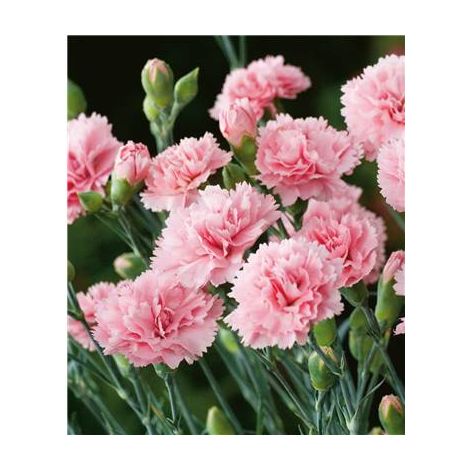 Œillet Valda Wyatt plante vivace – Lot de 3 godets – Fleur rose frais centre framboise – Floraison mai à juillet – Hauteur 35 cm – Fabre Graines
