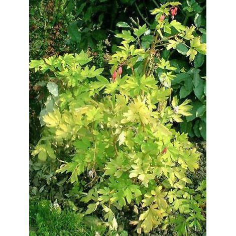 Coeur de Marie 'Gold Heart' Pot de 2L/3L (1/2)