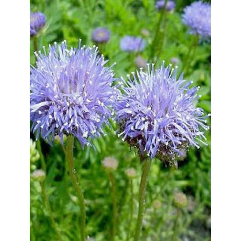 Jasione laevis 'Blaulicht' Godet de 8/9 cm (1/3)