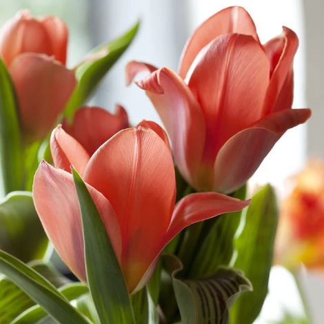 bulbi di TULIPANI ORIEN. BEAUTY 11/12