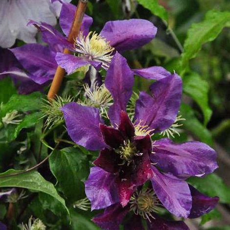 Clématite  - Clematis 'The Vagabond'  - 50-60 cm pot