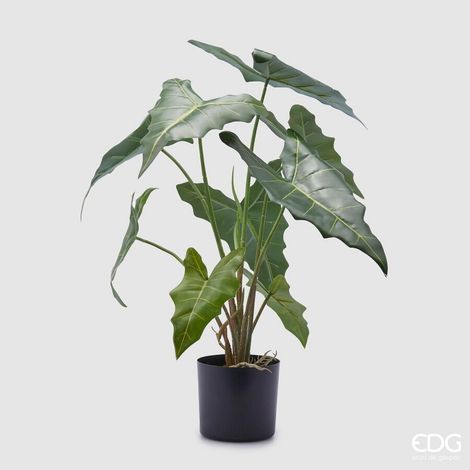 EDG Enzo De Gasperi Alocasia Chic con Vaso Artificiale H 58 Cm Green