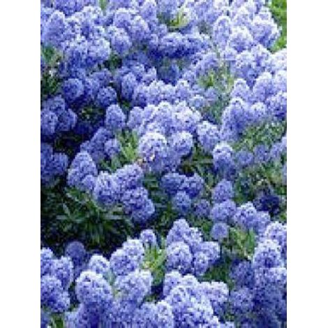 Céanothe 'Blue Mound' – Arbuste à fleurs bleues – Hauteur à maturité 150cm – Feuillage persistant – Exposition soleil/mi-ombre (1/3)