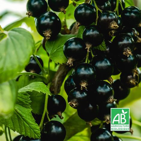 Cassissier 'Blackdown' BIO (Ribes nigrum 'Blackdown')