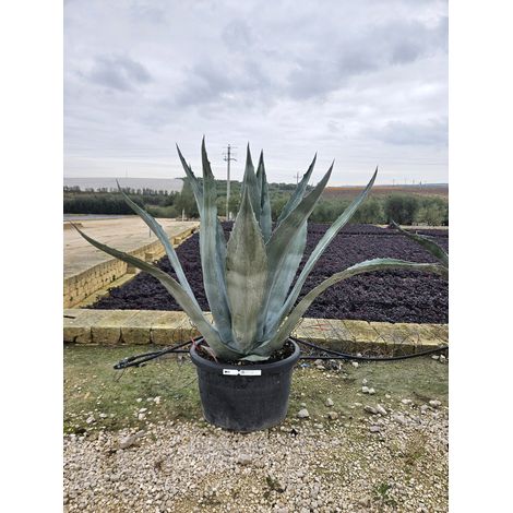 AGAVE AMERICANA POT 70 Lt.100 (1/4)