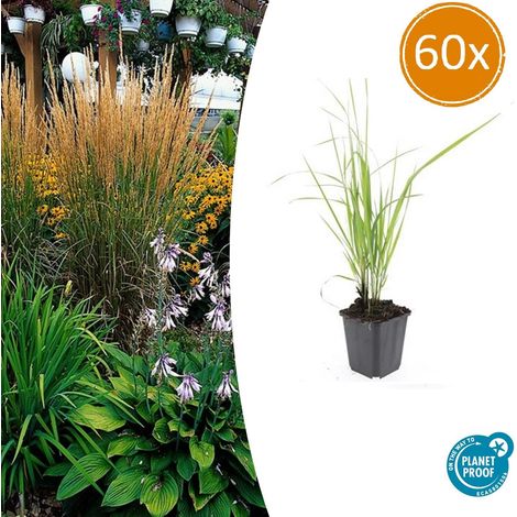 Lot de 60 Graminées Calamagrostis acutiflora 'Karl Foerster' Hauteur 10-25 cm Pot Ø9 cm - PANGIVO (1/5)