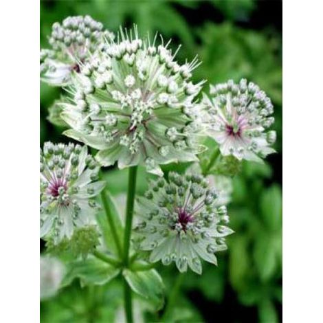 Grande Astrance 'Rosea' Godet de 8/9 cm (1/4)
