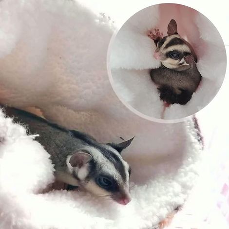 Guinea Pig Hammock, Ferret, Rat, Bed Tunnel Hanging Bed Hammock for Small Animals, Hamster, Chinchilla, Hideout, Sleeping Cage Accessories, Green (1/4)