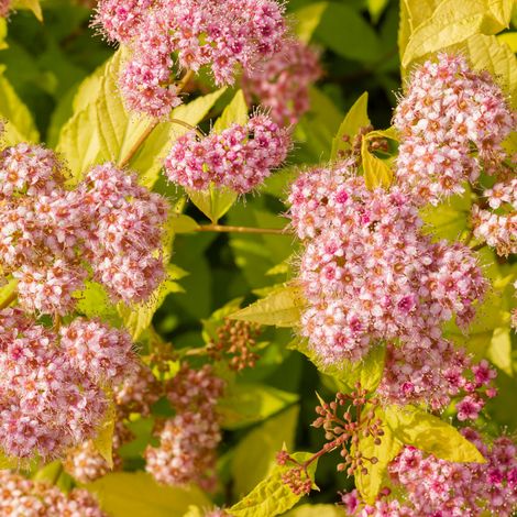 Spirée japonica golden princess - Spiraea japonica golden princess 20/30 cm Pot 3L (1/4)