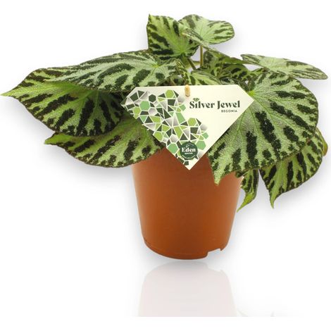 Gardenaria Begonia 'Silver Jewel' - Pianta da interno ornamentale - Altezza: 30 cm (vaso 15) (1/4)