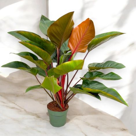 Gardenaria Philodendron 'Red Beauty' - Pianta da interno ornamentale - Altezza: 100 cm (vaso 27) (1/4)