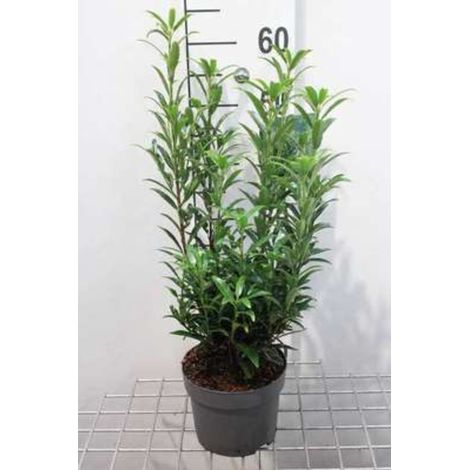 Prunus laurocerasus 'Sofia' - Prunus laurocerasus 'Sofia' 30 - 40 cm en pot
