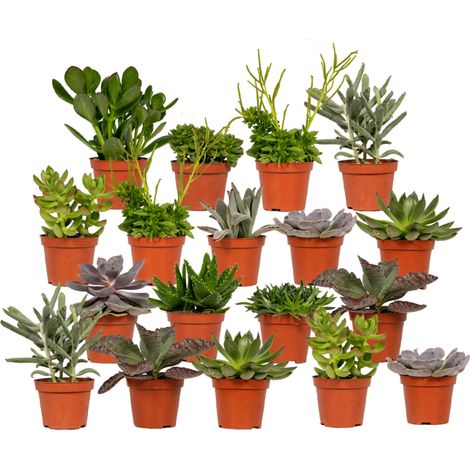 Lot de 18 Succulentes et Plantes Grasses Variées - Décoration Intérieure - H10 cm - Ø 8,5 cm - PANGIVO