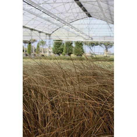 Gardenaria Carex comans 'Milk Chocolate' - Graminacea ornamentale da esterno - Altezza: 40 cm (vaso 17) (1/2)