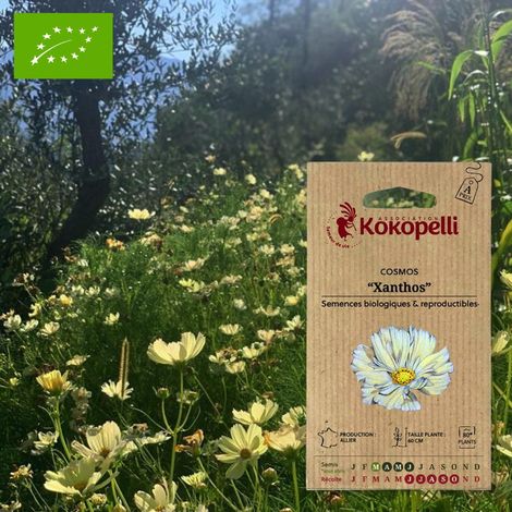 Cosmos Xanthos- Graines bio à semer