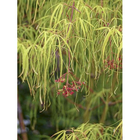 Érable du Japon 'Koto No Ito' Pot de 6L/7L